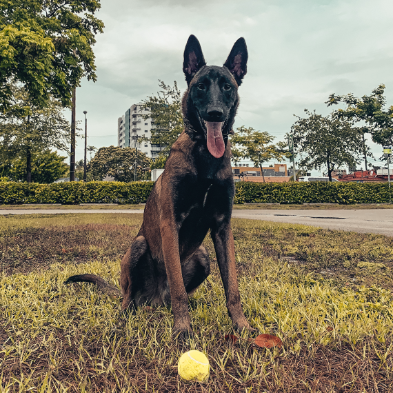 Mako the Belgian Malinois